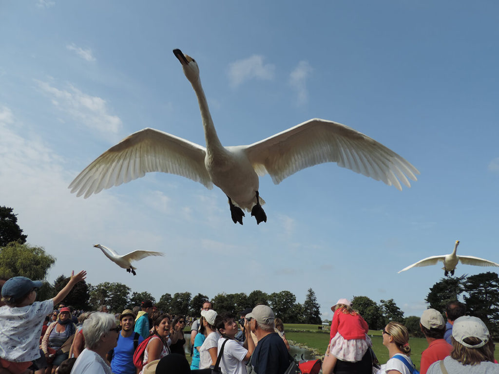 spectacle d'oiseaux concours photo 2017