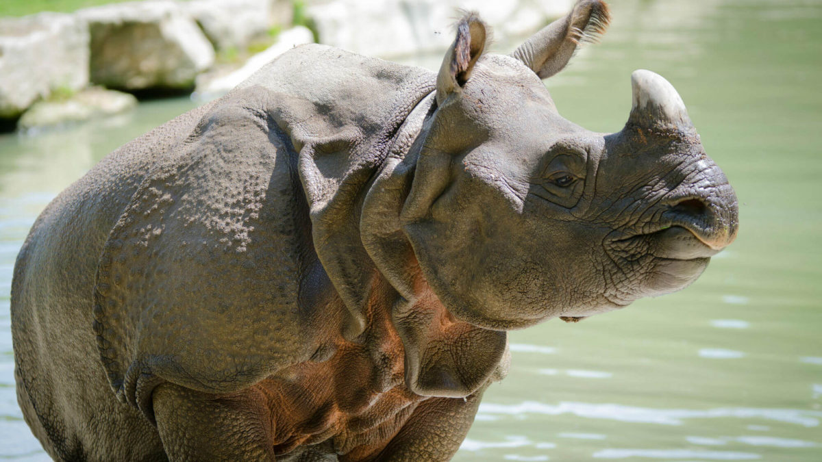 rhinocéros concours photo 2017