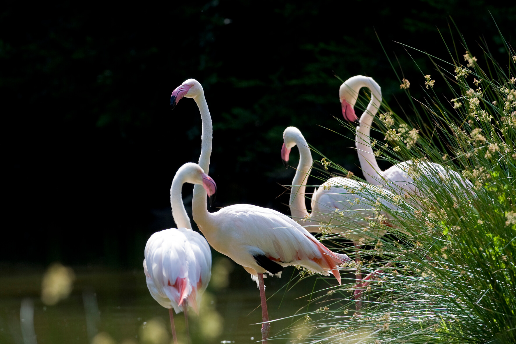 flamants au parc branféré