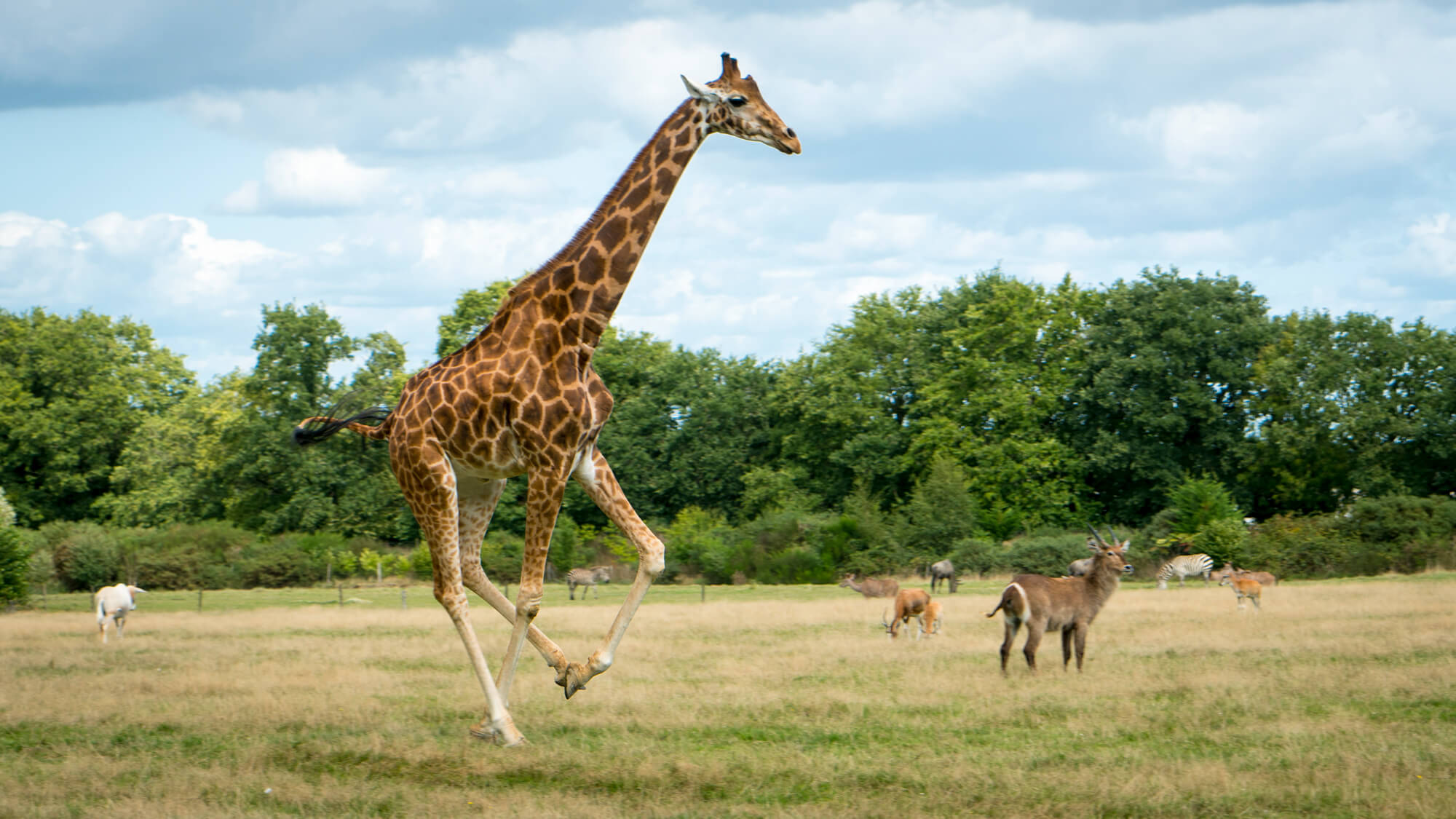 girafe plaine africaine branféré