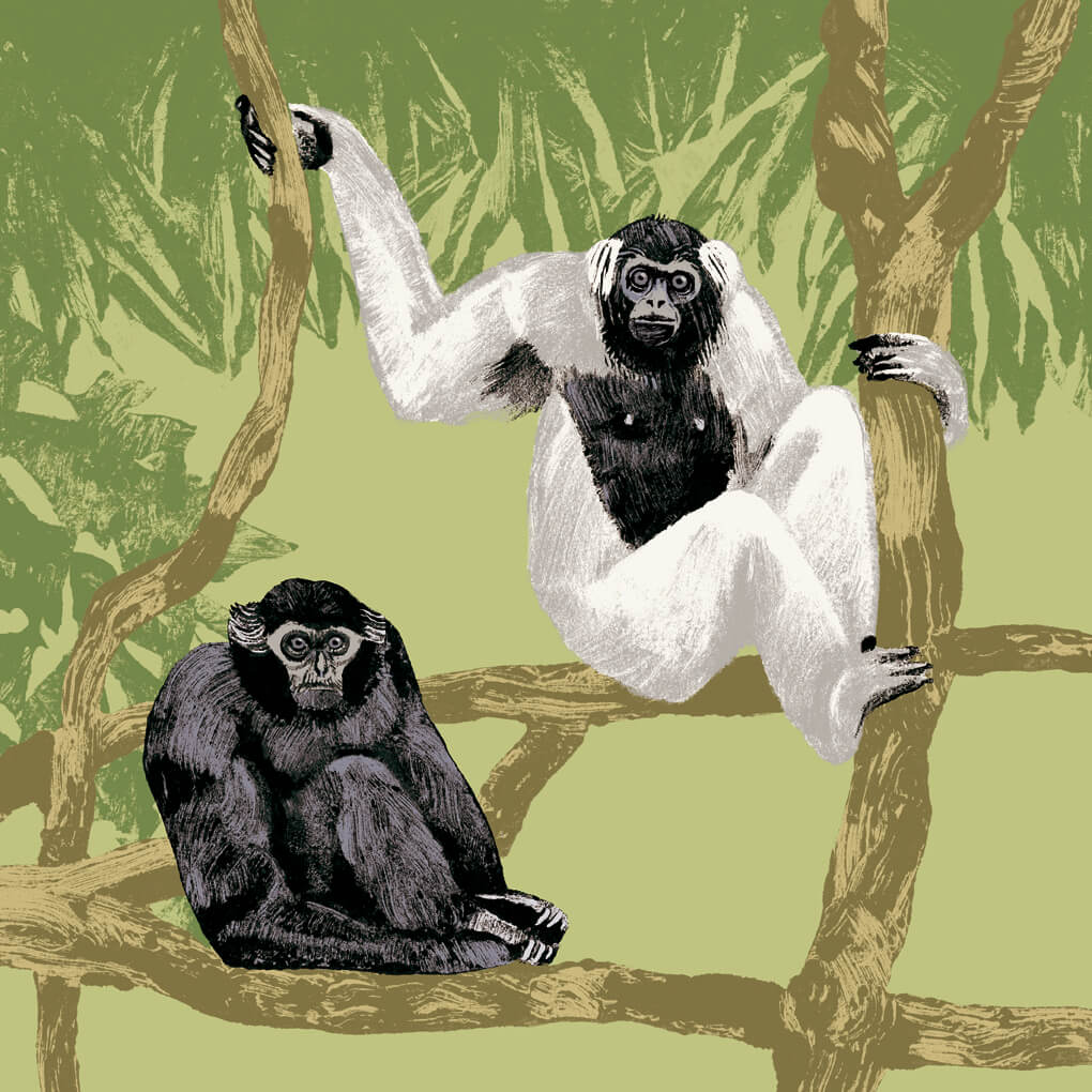 Le gibbon à bonnet parc animalier de Branféré