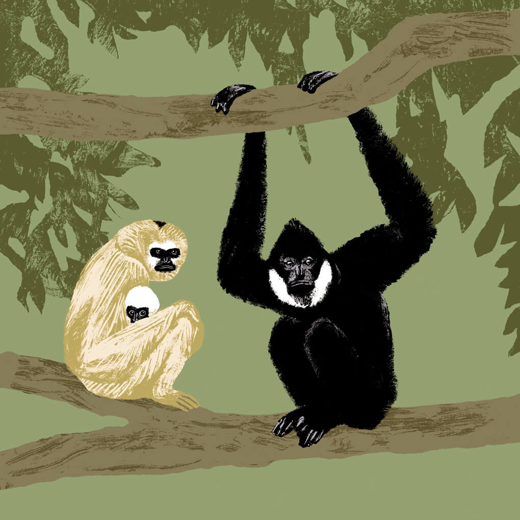 gibbon à favoris blancs parc animalier de Branféré