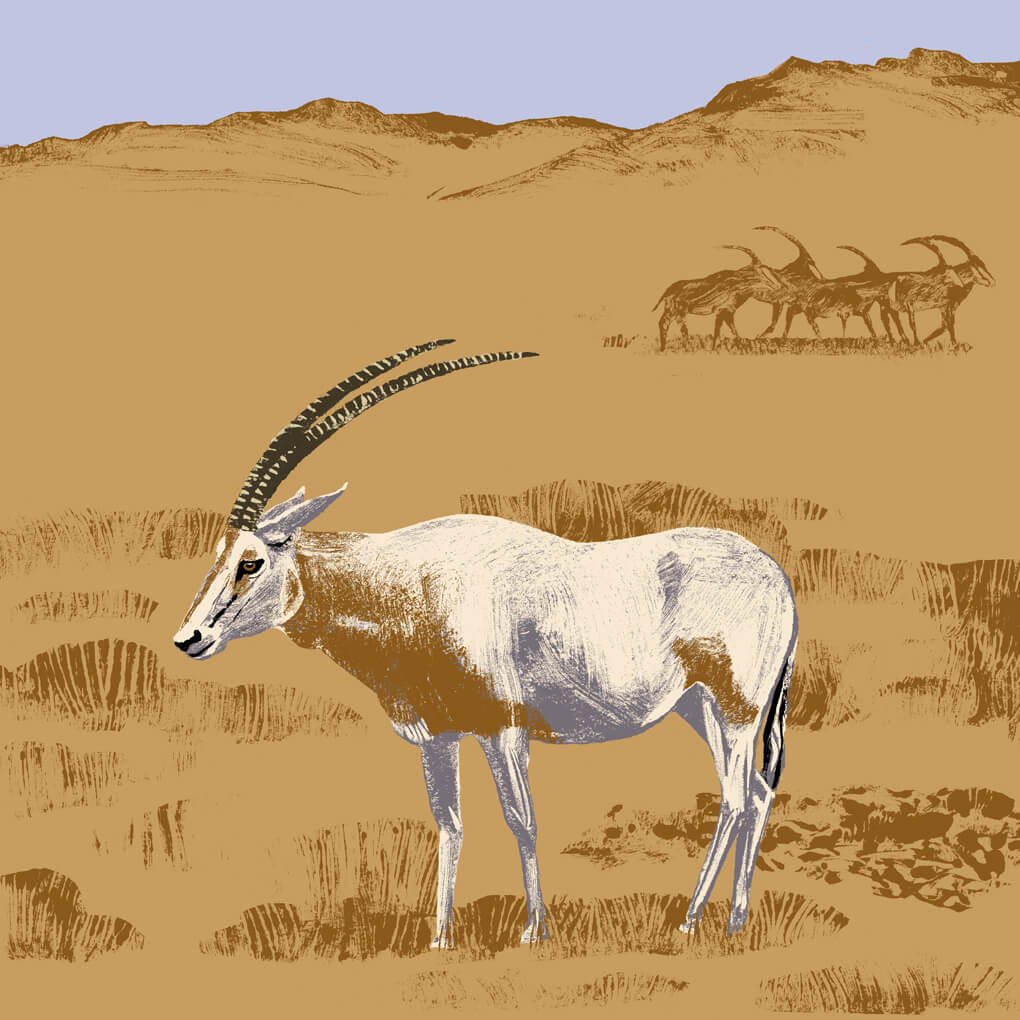 L’oryx algazelle parc animalier de Branféré