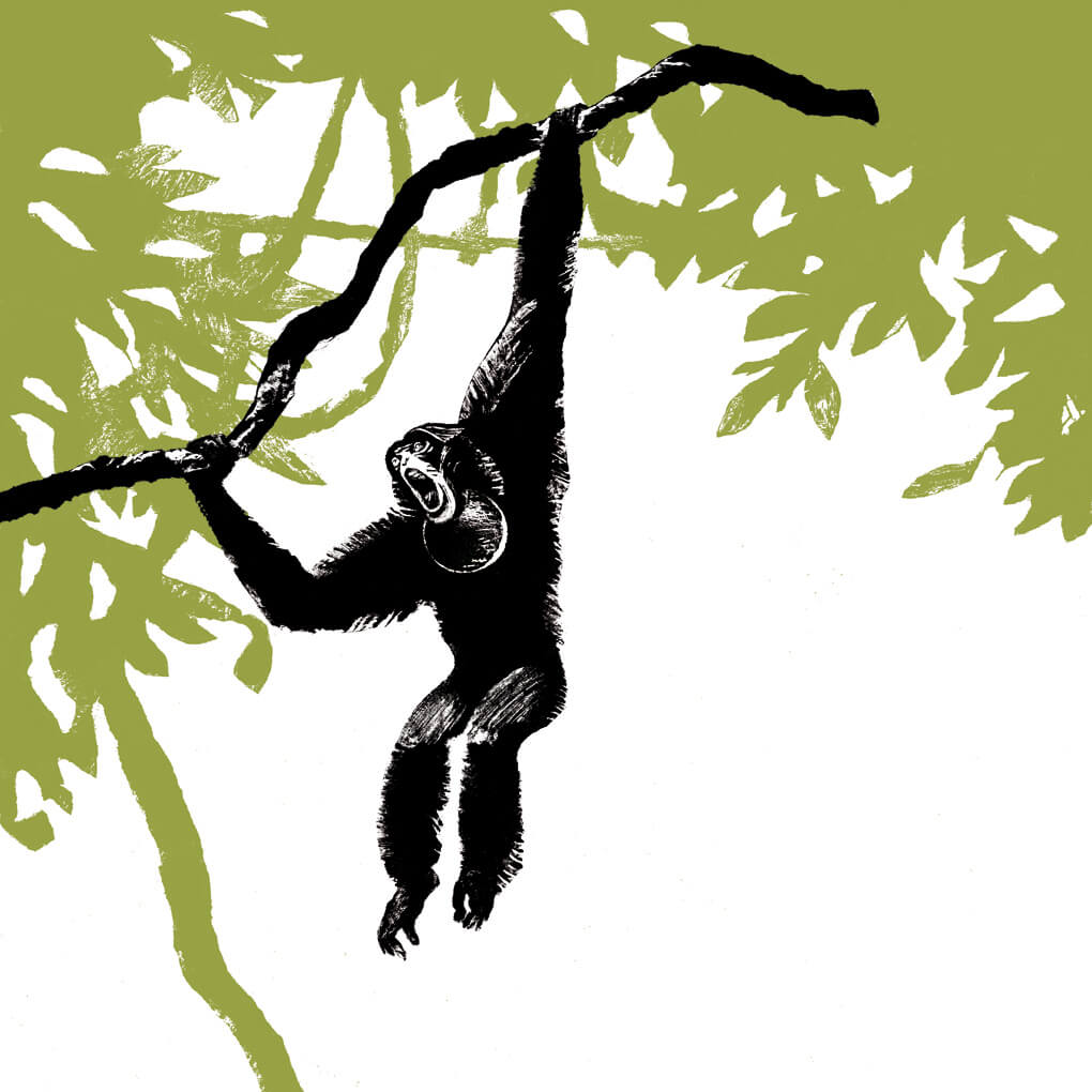 Le gibbon Siamang parc animalier de Branféré