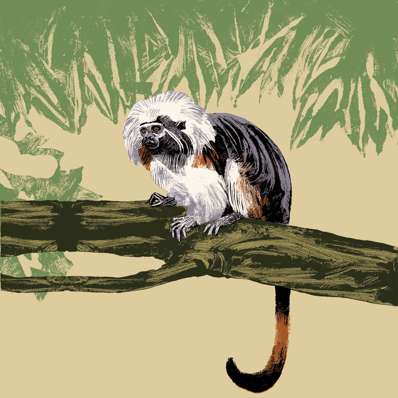 tamarin pinché branfere