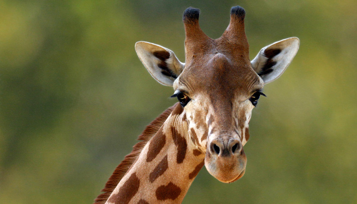 girafe au parc de branféré