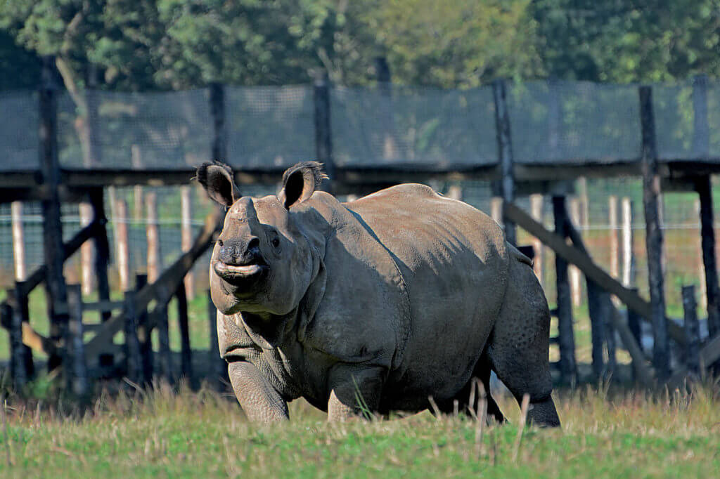 Les journées Rhinocéros