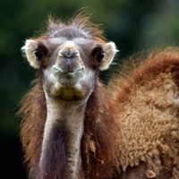 chameau herbivore branféré