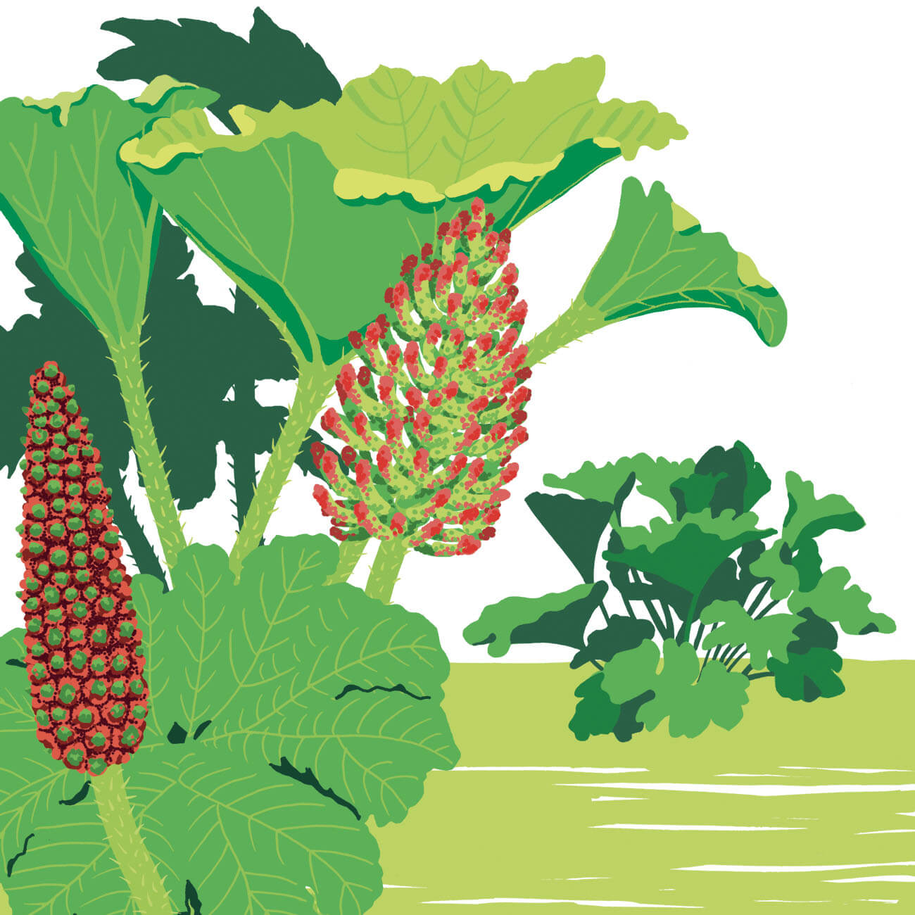 Gunnera géante Branféré