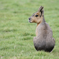 mara rongeur parc animalier branféré