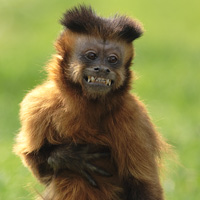 singe capucin primates parc de branféré