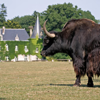 yack herbivore branféré