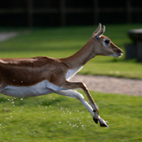 antilope cervicapre parc branféré