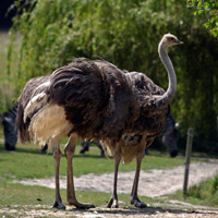 autruche parc oiseaux