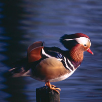 canard parc oiseaux