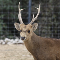 cerf cochon parc branféré