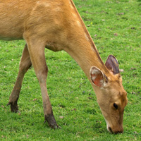 cerf de duvaucel parc branféré