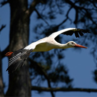 cigogne parc ornithologique