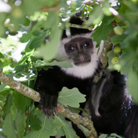 colobe guereza primates