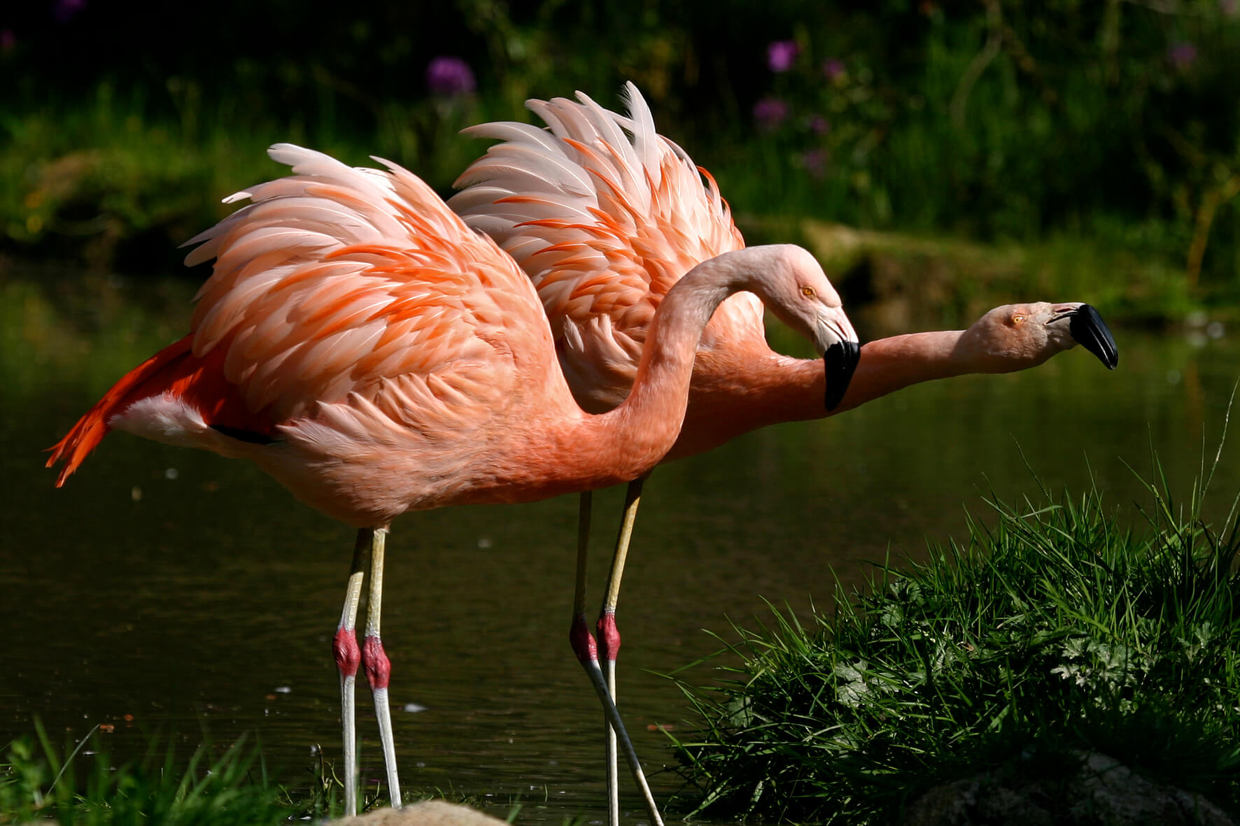 flamants oiseaux branféré