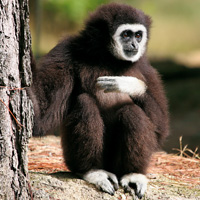 gibbon primates