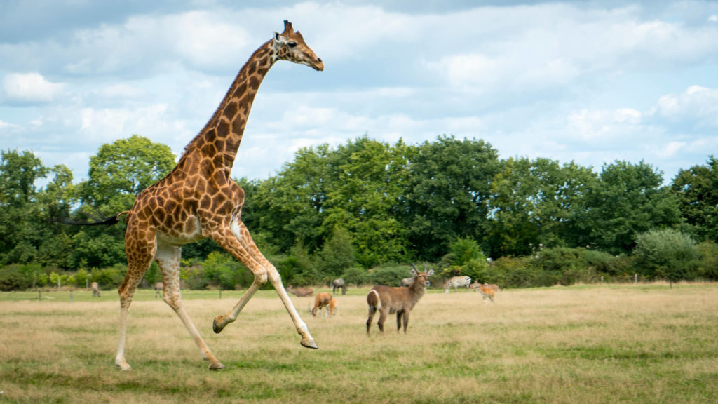 Les animaux de la Plaine Africaine