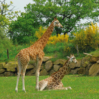 girafes plaine africaine branféré