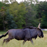 gnou animaux afrique branféré