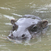 hippopotame plaine africaine