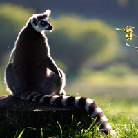 lémurien primates