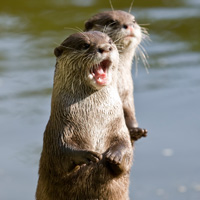 loutre cendrée carnivore