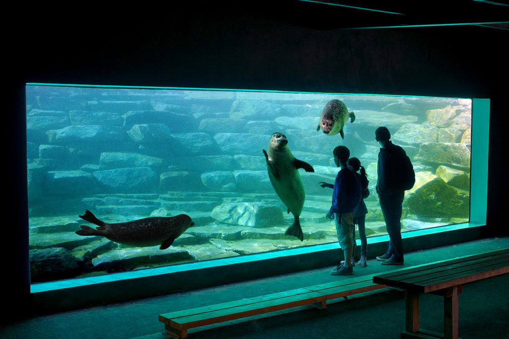 Les animaux de l'Espace Marin