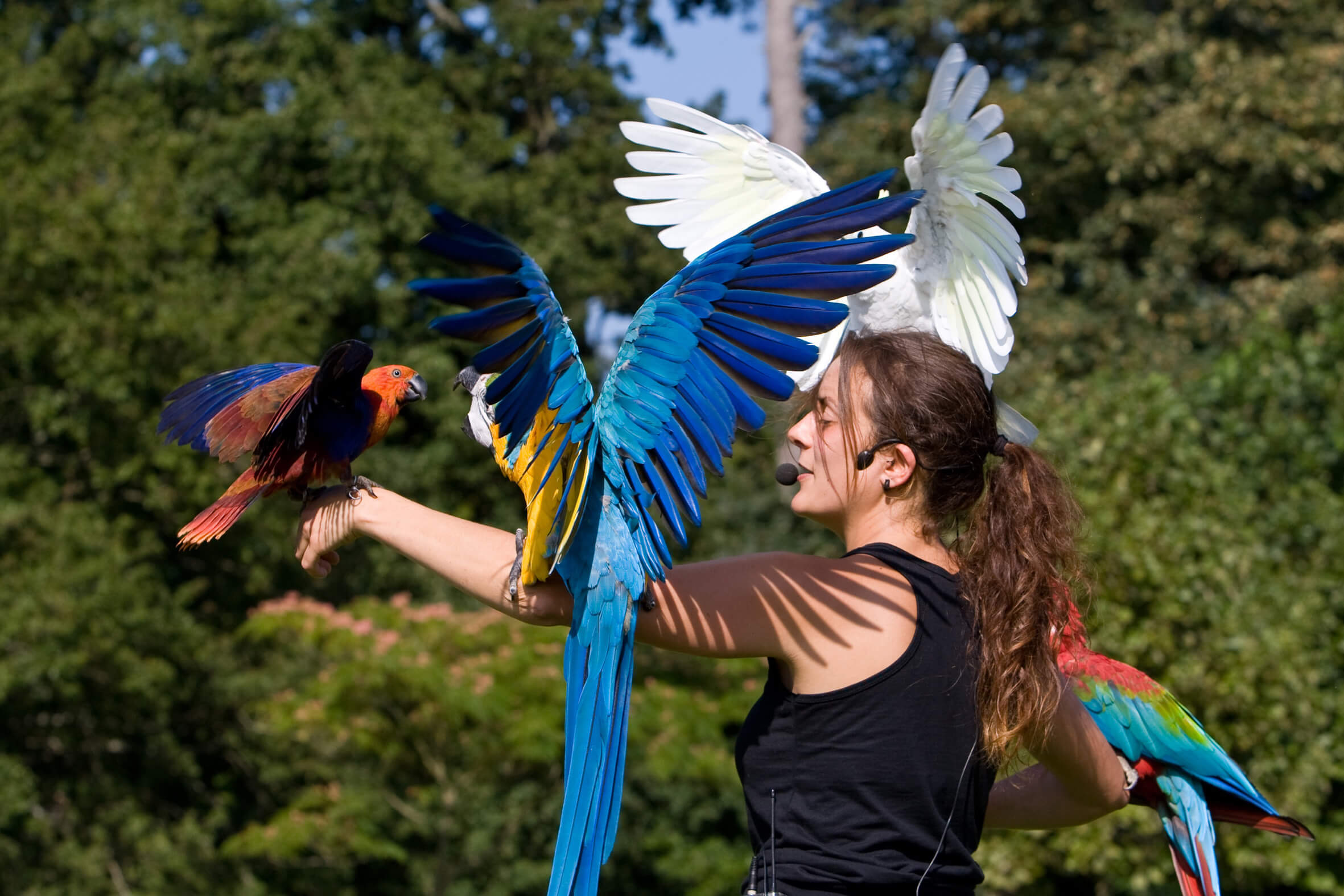 photothèque spectacle oiseaux parc branféré