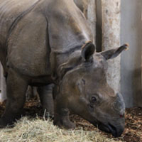 rhinocéros herbivore branféré