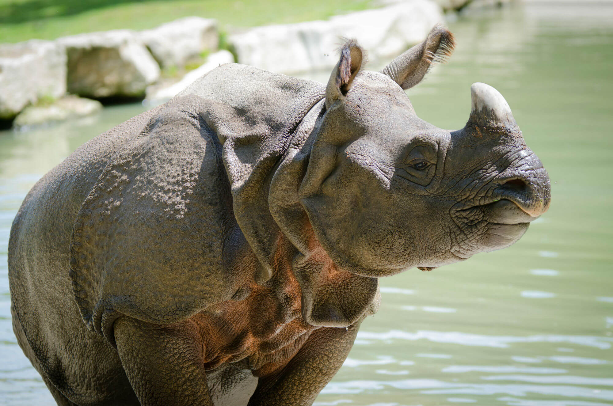 rhinocéros herbivores branféré