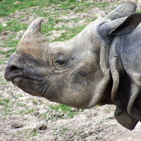 rhinocéros indien parc de Branféré