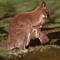 wallaby de bennet rongeur