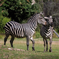 zèbres plaine africaine