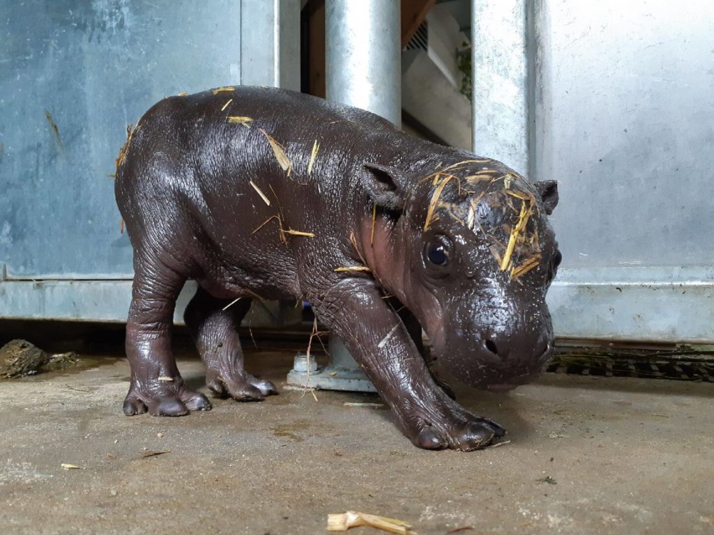 Ouverture du parc : retour sur la naissance du bébé hippopotame pygmée