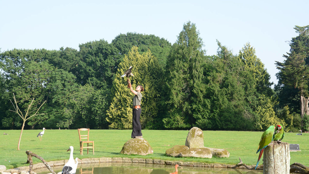 spectacle oiseaux branféré