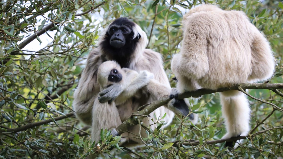 gibbon a bonnet branfere