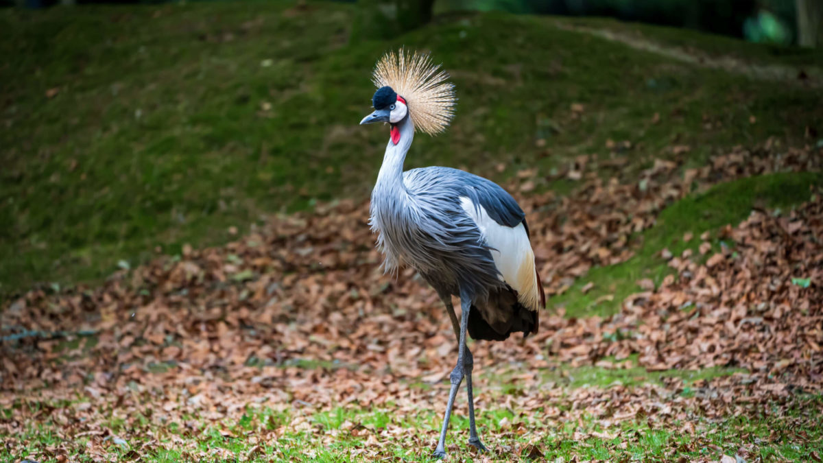 grue couronnée branféré