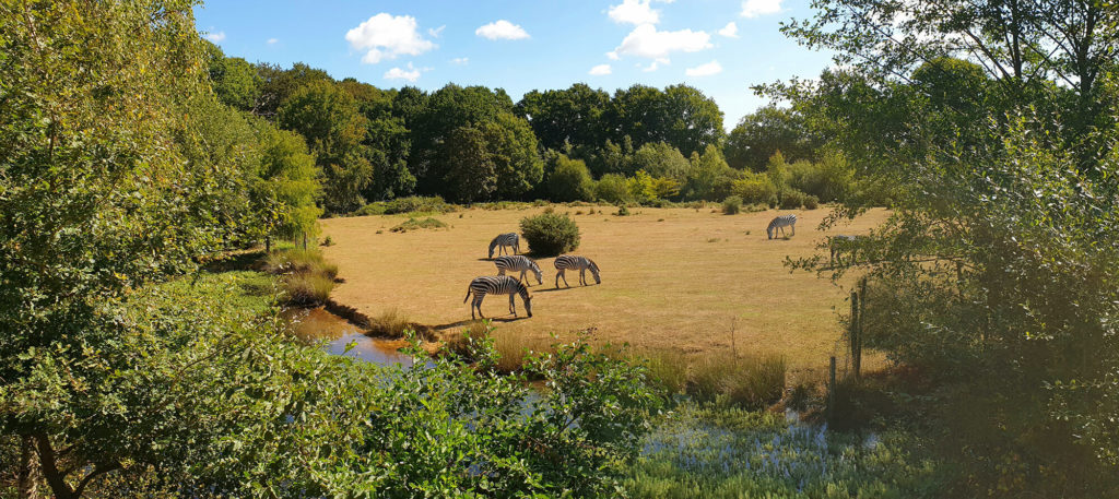 Réouverture du parc le 19 mai