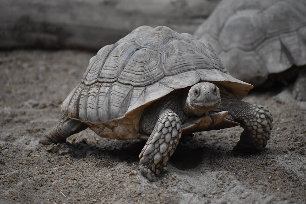 tortue sillonnée branféré