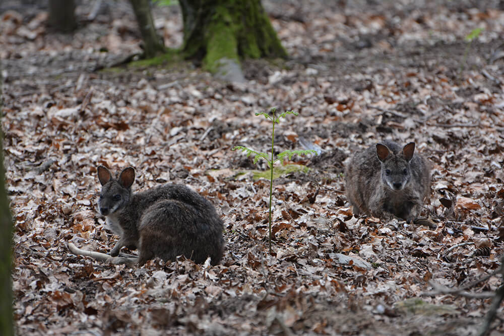 Wallaby de parma branféré