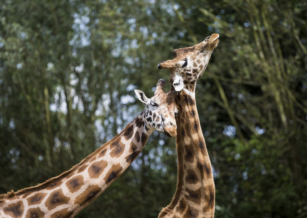 Résultats du concours photo de Branféré 2019