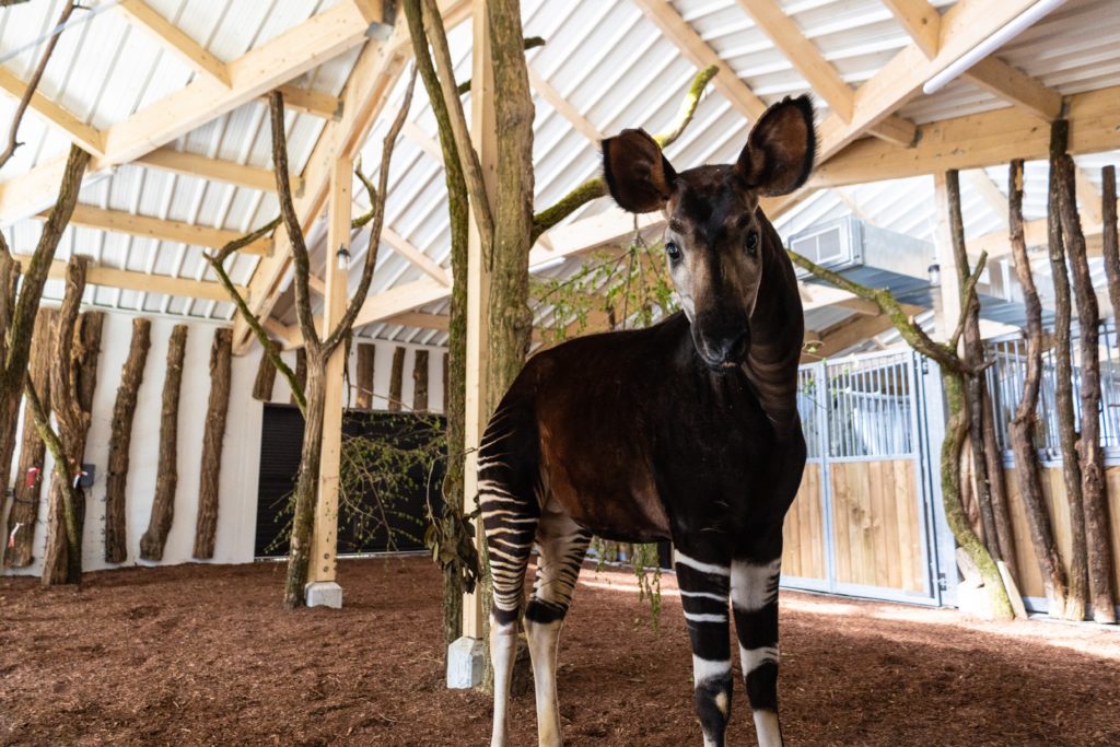 Nouveau : la forêt des okapis et les casoars