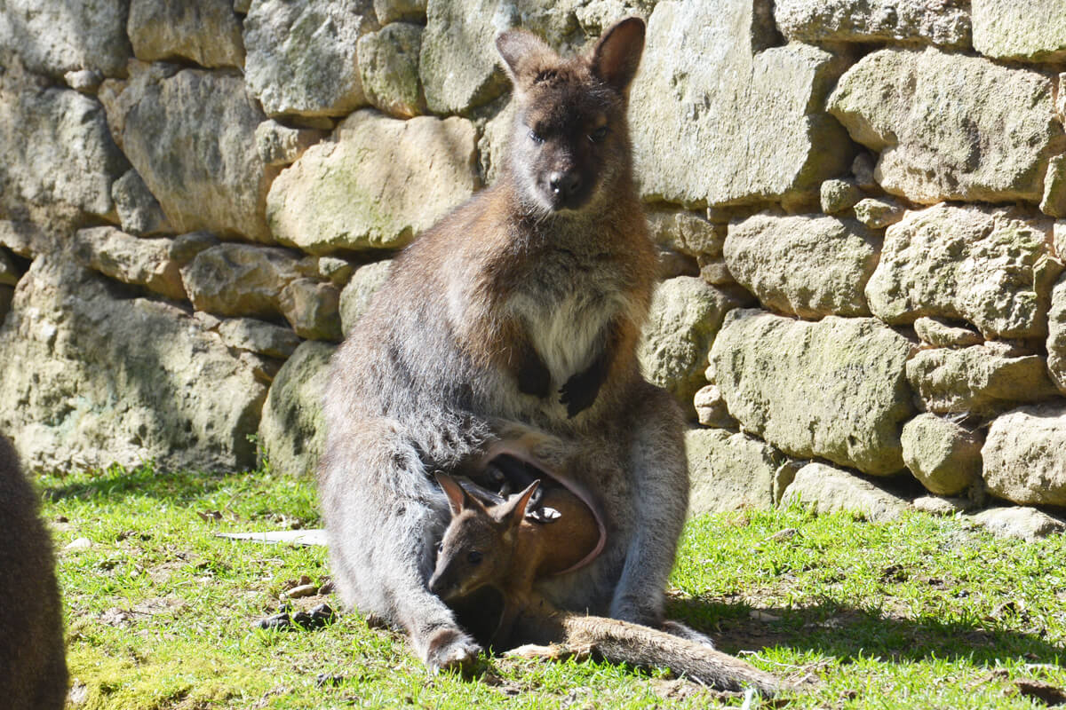 bebe-wallaby-2