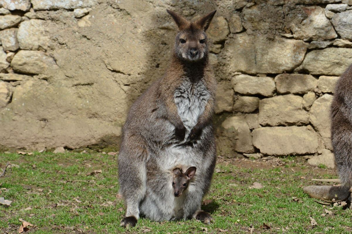 bebe-wallaby-3