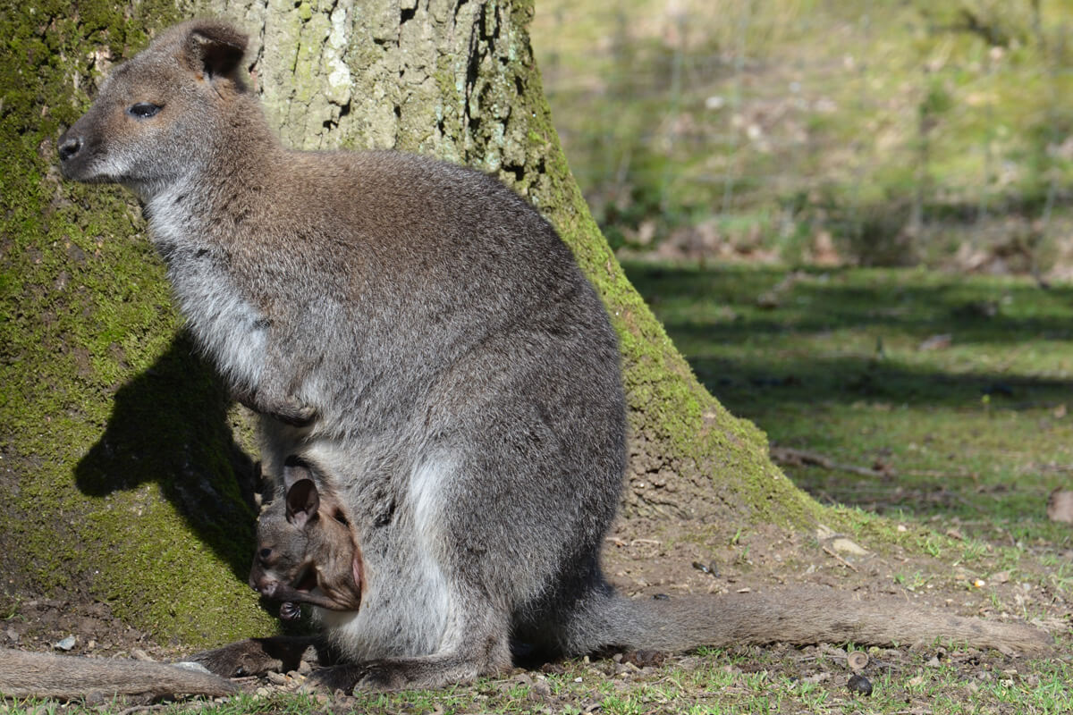 bebe-wallaby